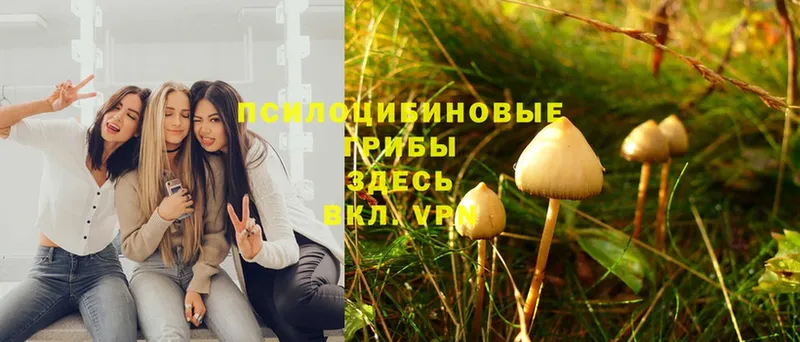 Псилоцибиновые грибы MAGIC MUSHROOMS  это состав  Зуевка 